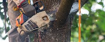Best Arborist Consultation Services  in Brinckerhoff, NY