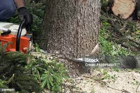 Best Tree Removal  in Brinckerhoff, NY