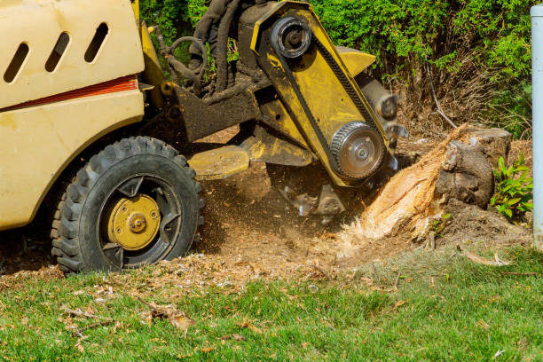 Best Pest Control for Lawns  in Brinckerhoff, NY
