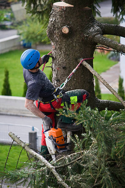 Best Lawn Maintenance Plans  in Brinckerhoff, NY