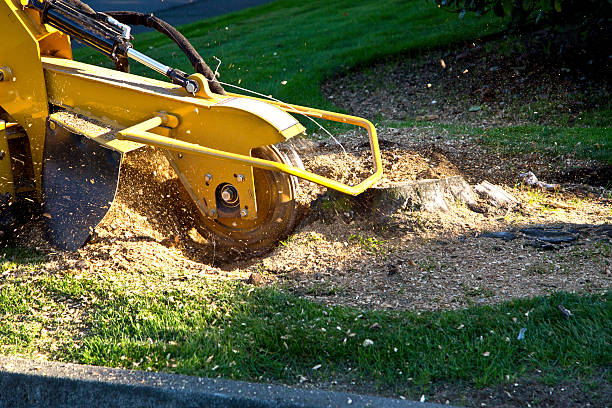 Best Sod Installation  in Brinckerhoff, NY