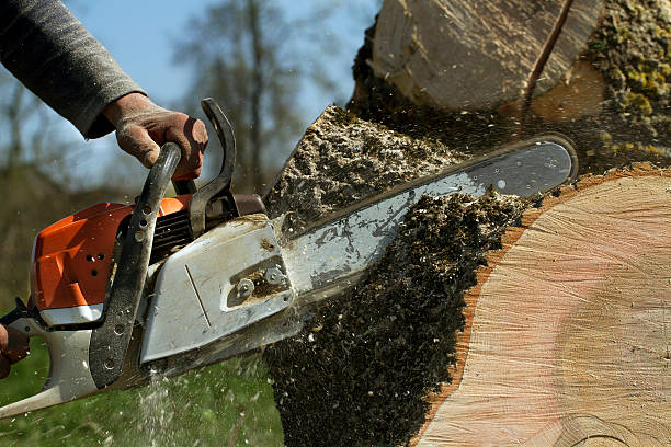 Best Fruit Tree Pruning  in Brinckerhoff, NY