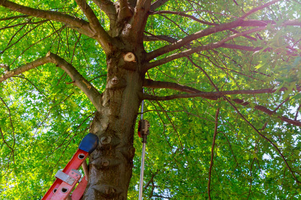Best Hazardous Tree Removal  in Brinckerhoff, NY